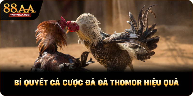 Bí quyết cá cược đá gà thomor hiệu quả